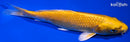 6.5" YAMABUKI OGON
