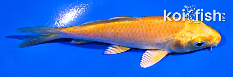 4" YAMABUKI OGON