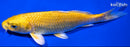 6.5" YAMABUKI OGON