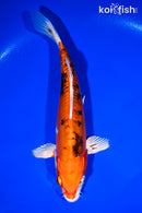 10.5" HEISEI NISHIKI