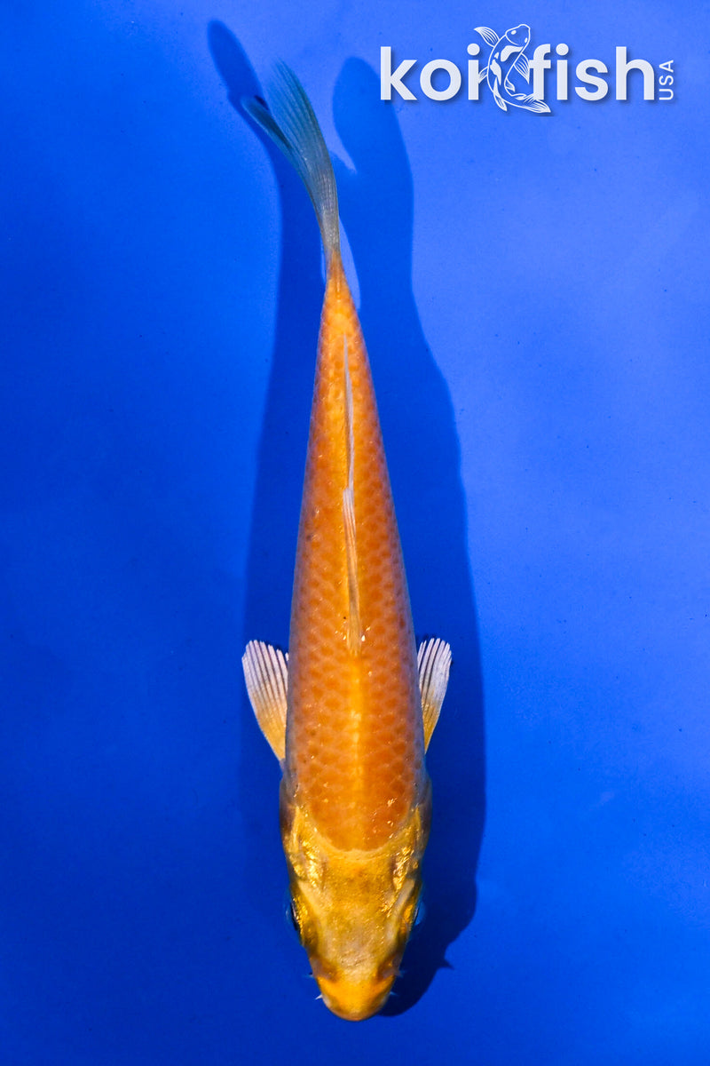 4" YAMABUKI OGON