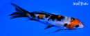 4.25" SANKE BUTTERFLY