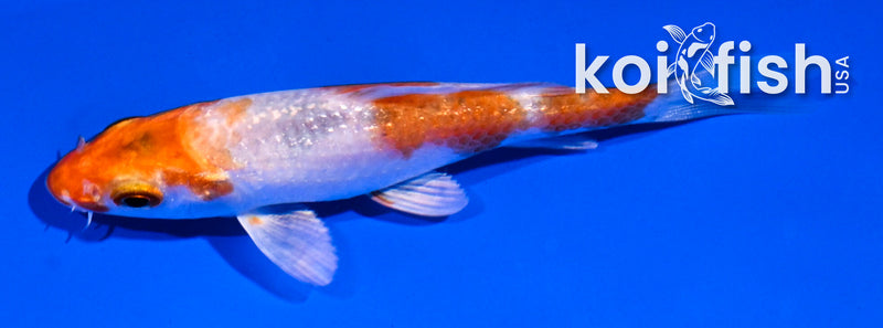 4" GINRIN HARIWAKE