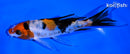 4.25" SANKE BUTTERFLY