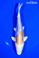 6.75"DOITSU HARIWAKE