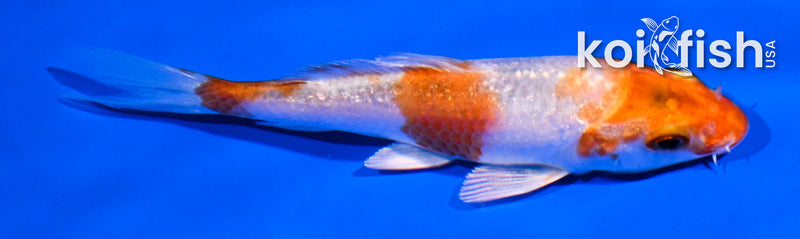 4" GINRIN HARIWAKE