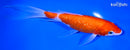 8" GINRIN NIDAN KOHAKU BUTTERFLY