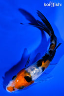 4.25" SANKE BUTTERFLY