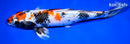 11.75" KIN SHOWA