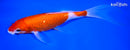 8" GINRIN NIDAN KOHAKU BUTTERFLY