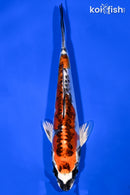 6.25" BENI KIKOKURYU