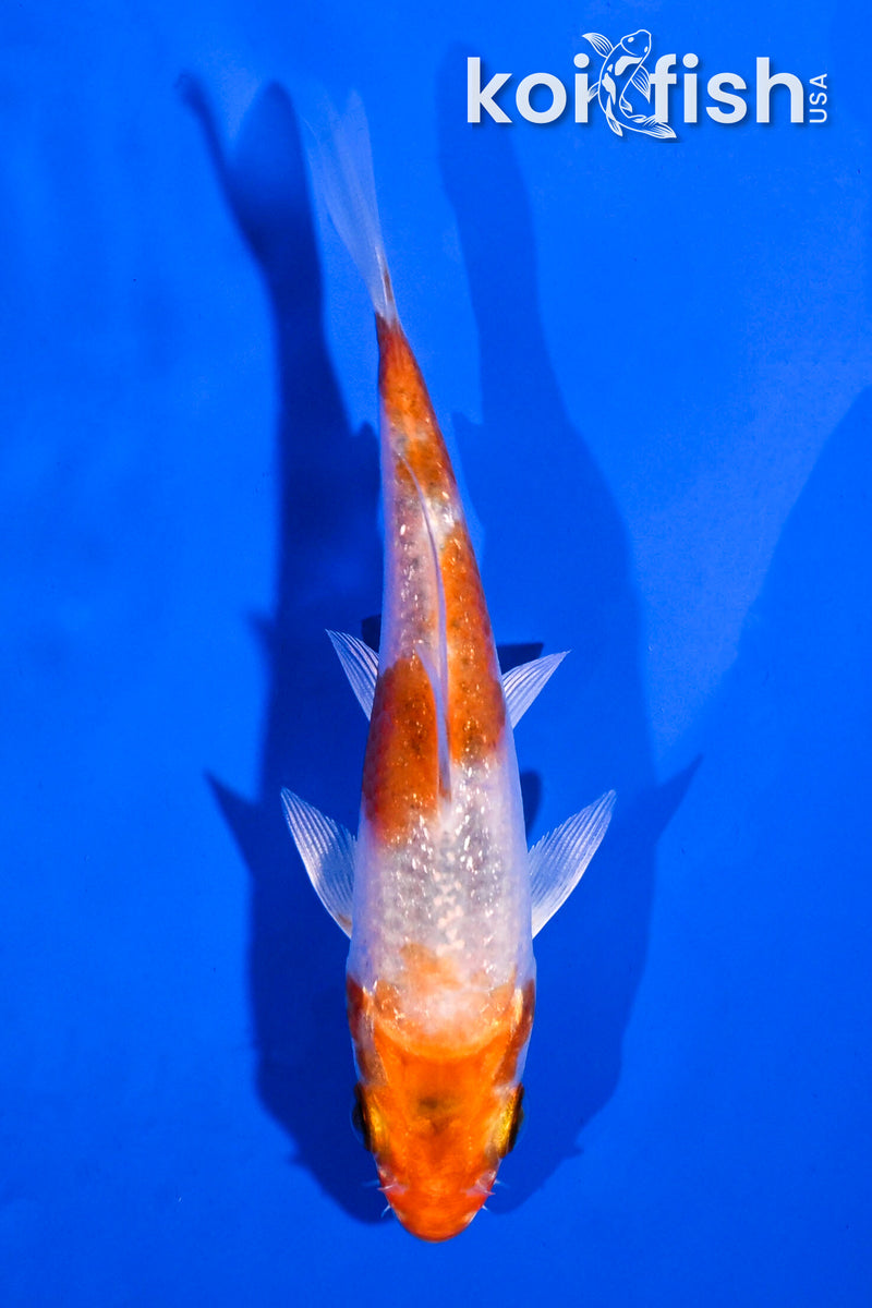 4" GINRIN HARIWAKE
