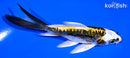 4.25" ARAGOKE KIN KIKOKURYU BUTTERFLY