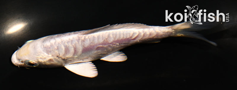 4" ARAGOKE PLATINUM OGON