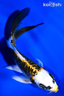 4.25" ARAGOKE KIN KIKOKURYU BUTTERFLY
