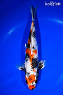 11.75" KIN SHOWA