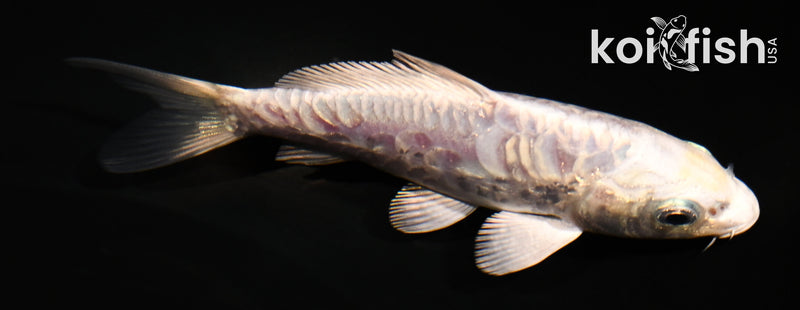 4" ARAGOKE PLATINUM OGON
