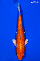 5.75" KIKUSUI