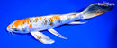 9" YAMATO NISHIKI BUTTERFLY