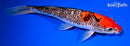 8.5" GOSHIKI