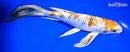 9" YAMATO NISHIKI BUTTERFLY