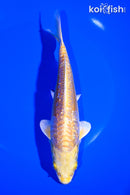 6.75" GINRIN ARAGOKE YAMABUKI OGON