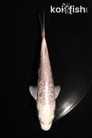 4" ARAGOKE PLATINUM OGON