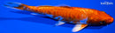 5.75" KIKUSUI