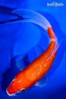 8" GINRIN NIDAN KOHAKU BUTTERFLY