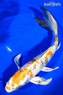 9" YAMATO NISHIKI BUTTERFLY