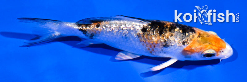 4" GINRIN YAMATO NISHIKI