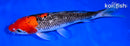 8.5" GOSHIKI
