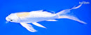 8" GINRIN LEMON HARIWAKE BUTTERFLY
