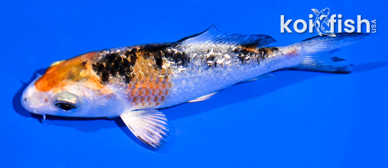 4" GINRIN YAMATO NISHIKI