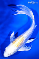8" GINRIN LEMON HARIWAKE BUTTERFLY