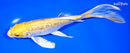 8" GINRIN YAMABUKI OGON BUTTERFLY