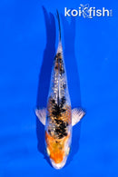 4" GINRIN YAMATO NISHIKI