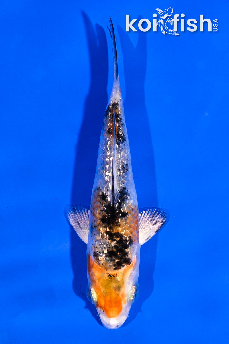 4" GINRIN YAMATO NISHIKI