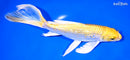 8" GINRIN YAMABUKI OGON BUTTERFLY