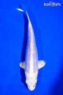 7" DOITSU PLATINUM OGON