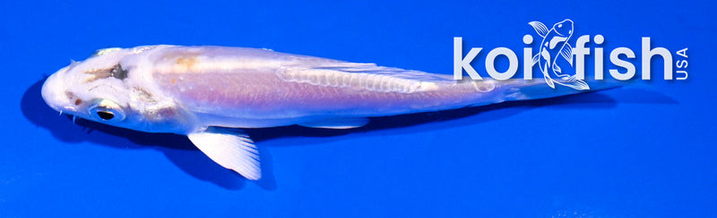 4" DOITSU PLATINUM OGON