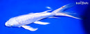 10" GINRIN PLATINUM OGON BUTTERFLY