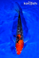 8.5" GOSHIKI