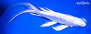 10" GINRIN PLATINUM OGON BUTTERFLY