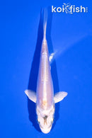 4" DOITSU PLATINUM OGON