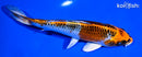 6.5" KUJAKU