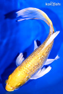8" GINRIN YAMABUKI OGON BUTTERFLY