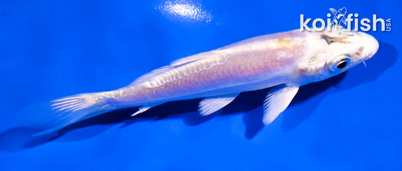 4" DOITSU PLATINUM OGON