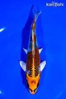 6.5" KUJAKU