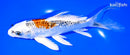 7.75" GINRIN KUJAKU BUTTERFLY